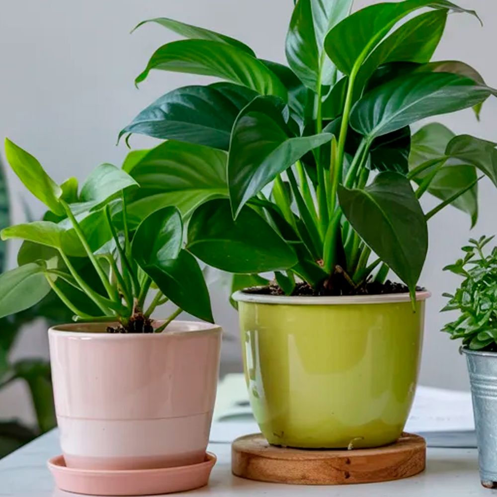 Подкормка комнатных растений после зимы